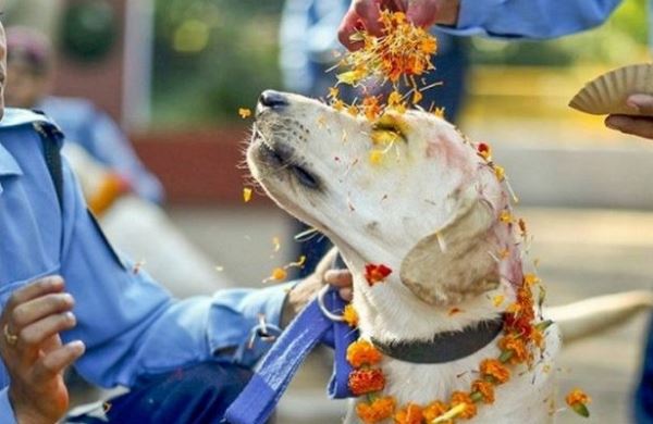 <br />
Индиец очистил свою карму: женился на собаке<br />
