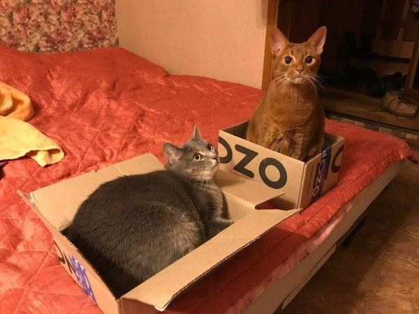 <br />
							Тред в Твиттере: коты и коробки созданы друг для друга (30 фото)
<p>					