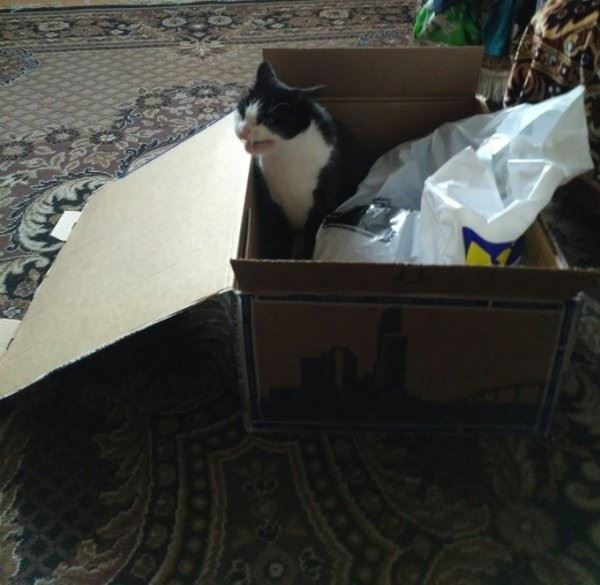<br />
							Тред в Твиттере: коты и коробки созданы друг для друга (30 фото)
<p>					